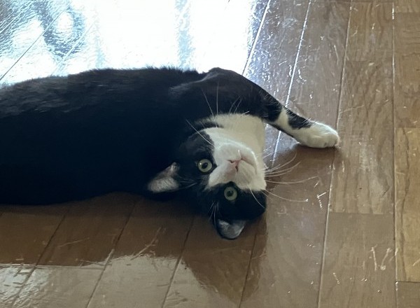 てんてんちゃん